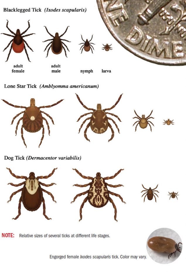 CDC's image of the life stages of different ticks