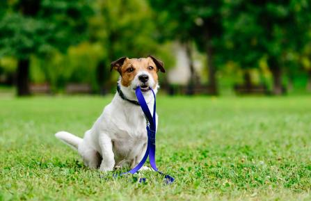 Dog holding leash ready to go for a walk outside