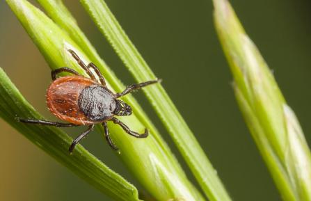 Tick on blade of grass