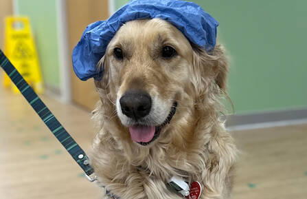 A golden retriever with a scrub cap