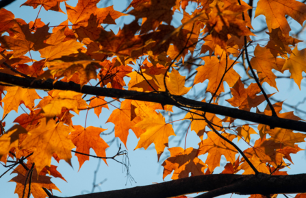 Orange maple leaves against blue sky