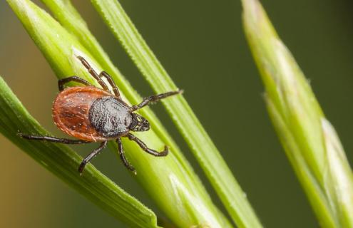 Tick on blade of grass