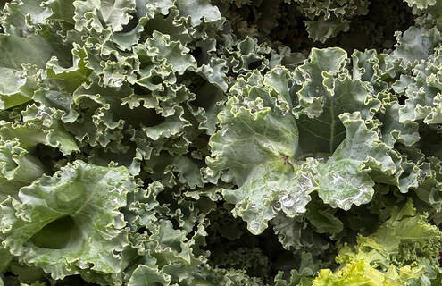 Lettuce