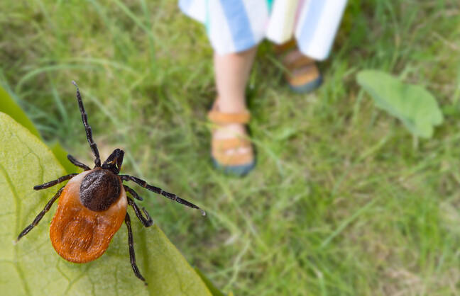 Tick