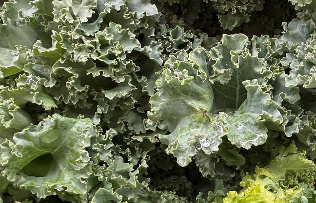 Lettuce